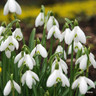 25 x Galanthus woronowii (ikariae) - Bulbs in the Green