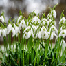 25 x Galanthus woronowii (ikariae) - Bulbs in the Green
