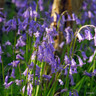 25 x Endymion non sciptus (English Bluebells) - Bulbs in the Green