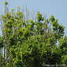 Carpinus betulus 'Fastigiata' (Fastigiate Hornbeam) 10/12cm Feathered (45L)