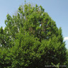 Carpinus betulus 'Fastigiata' (Fastigiate Hornbeam) 10/12cm Feathered (45L)