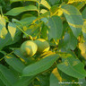 Juglans regia (Common Walnut) 8/10cm