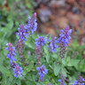 Salvia nemorosa 'Salute Blue Ice' 3ltr