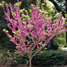 Cercis chinensis 'Avondale' 10ltr