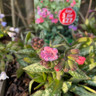 Pulmonaria 'Pretty in Pink' 3ltr pot