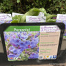 Pulmonaria 'Trevi Fountain' 1ltr pot