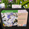 Agapanthus 'Enigma' 1ltr pot