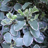 Pittosporum tenuifolium 'Silver Queen' - 5ltr