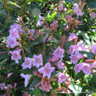 Abelia 'Edward Goucher' 2ltr