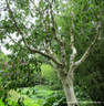 Betula utilis jacquemontii (Himalayan Birch) 200/250cm
