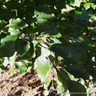 Fagus sylvatica 'Riversii' (Rivers Purple Beech) - 6/8cm