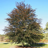Fagus sylvatica 'Riversii' (Rivers Purple Beech) - 6/8cm