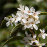 Osmanthus burkwoodii
