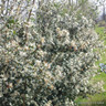 Osmanthus burkwoodii
