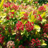 Physocarpus opulifolis ‘Raspberry Lemonade’ 3ltr