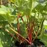 Rhubarb 'Timperley Early' (potted)