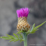 Cirsium 'Trevors Blue Wonder' - 3ltr