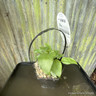 Zantedeschia Aethiopica "Crowborough" 3ltr