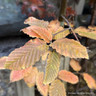 Carpinus 'Orange Retz' 4L