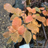 Carpinus 'Orange Retz' 4L