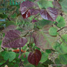 Cercis canadensis 'Forest Pansy' 10L