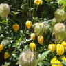 Clematis Bill Mackenzie (4L)