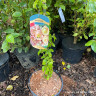 Chaenomeles Geisha Girl 2.5L