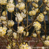 Edgeworthia chrysantha grandiflora  (20L)