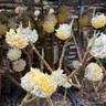Edgeworthia chrysantha grandiflora  (20L)
