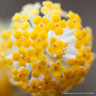 Edgeworthia chrysantha grandiflora  (20L)
