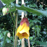 Abutilon 'Kentish Belle' (2L pot)