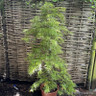 Acer palmatum var. dissectum viridis 1.2m (20L)