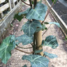 Hedera 'Hibernica' 1.5m (7L)