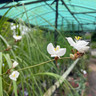 Libertia grandiflora (p17)