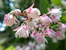 Deutzia x 'Yuki Cherry Blossom' -5L
