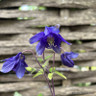 Aquilegia alpina 1ltr pot