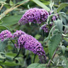 Buddleja 'Ile de France' - 3ltr pot