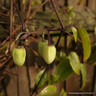 Clematis ‘Wisley Cream’ (3L)