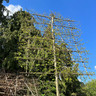 Pleached Hornbeam 20/25cm (Carpinus betulus) 200cm stem