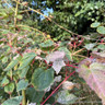 Acer conspicuum ‘Red Flamingo’ 3L