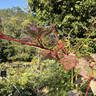 Acer conspicuum ‘Red Flamingo’ 3L