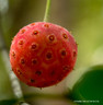 Cornus capitata (Variegated Selection)