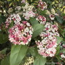 Viburnum Tinus 'Eve Price' (p17)
