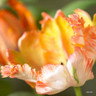 Tulip Apricot Parrot