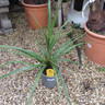 Cordyline australis 'Peko'