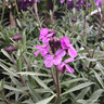 Erysimum 'Bowles Mauve' (p17)