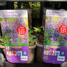 Salvia nemerosa Salute 'Ice Blue 3ltr pot