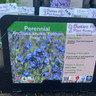 Anchusa azurea 'Feltham Pride' -1ltr