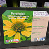 Echinacea purpurea 'Mellow Yellows' - 1 ltr pot