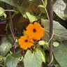 Thunbergia (black-eyed susan) - various colours